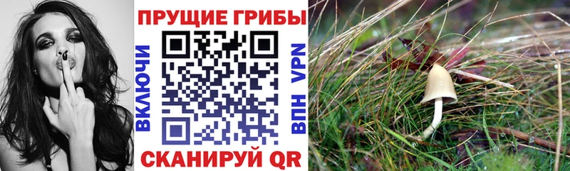 OMG ТОР  Ясногорск  Галлюциногенные грибы MAGIC MUSHROOMS 